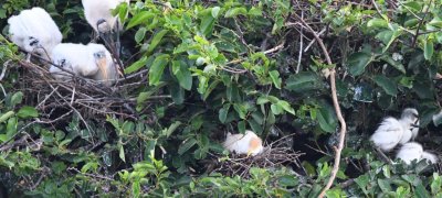 Three nests within a few feet of each other