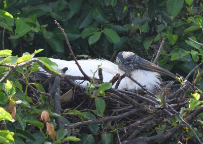 Wood Stork sitting on a nest