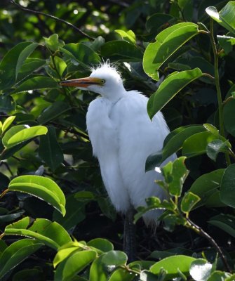 Young Great Egret