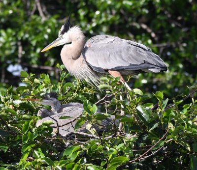Great Blue Heron adult with its chick