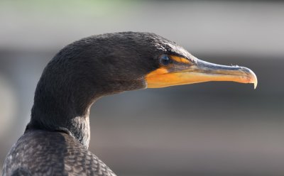 Close-up of the Double-crested Cormorant