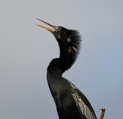 Wes explained that the green around the eye of the adult Anhinga was part of its breeding 'plumage.'