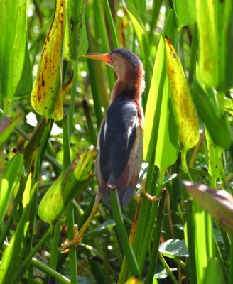 We got great looks at a Least Bittern among the pickerel and other plants in the water.