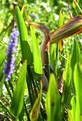 Least Bittern