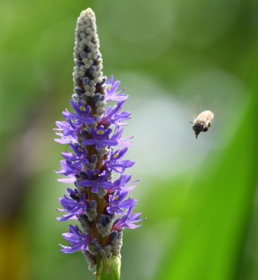 Pickerelweed with honeybee