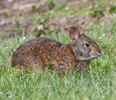 The Swamp Rabbit has much smaller ears than a Cottontail.