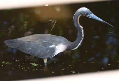 Tricolored Heron, through the slats of the boardwalk