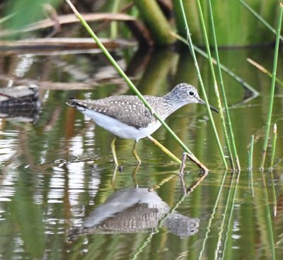 Solitary Sandpiper, the only shorebird we saw