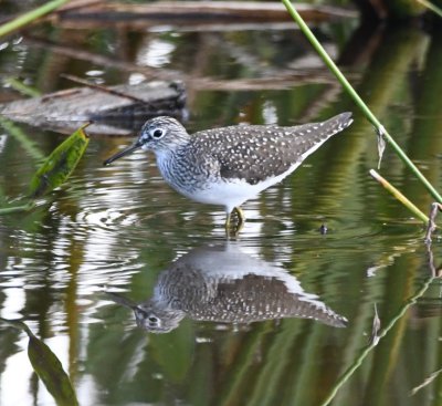 Solitary Sandpiper