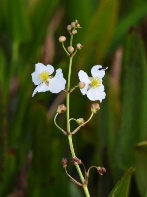 Duck Potato flowers