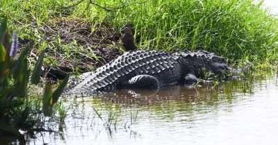 This gator guarded one of the small islands.