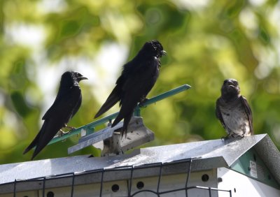 Male and female Purple Martins