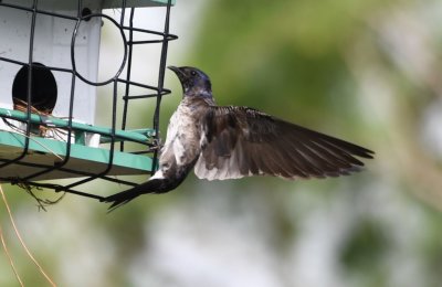 Adult female Purple Martin