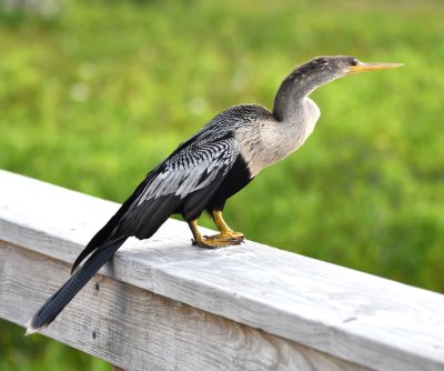 Anhinga on the rail of the boardwalk at Wakodahatchee Wetlands