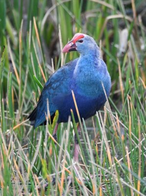 Gray-headed Swamphen