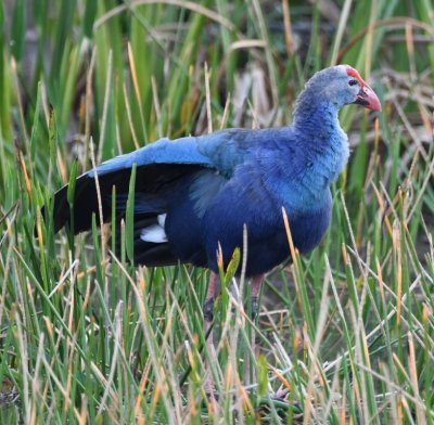 Gray-headed Swamphen