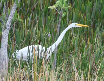 Great Egret