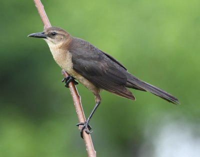Female Boat-tailed Grackle