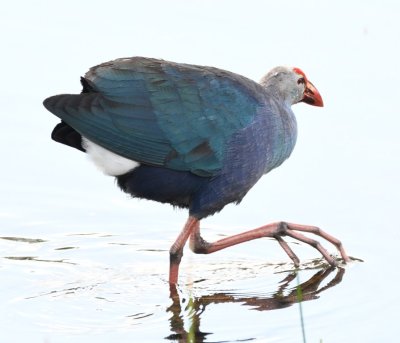 Gray-headed Swamphen--keep on truckin'