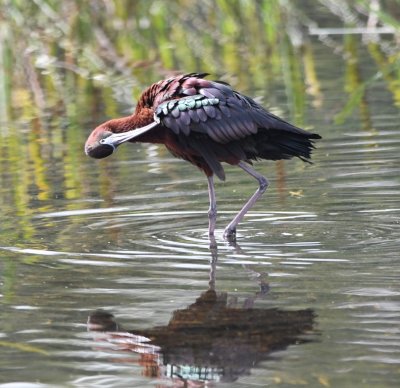 Preening Glossy Ibis