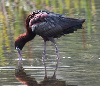 Glossy Ibis
