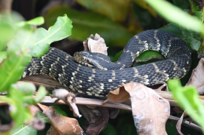 Someone spotted this water snake resting in the mangrove above the water near the boardwalk.