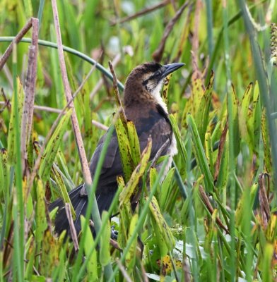Young female Boat-tailed Grackle