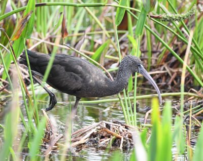 Immature Glossy Ibis