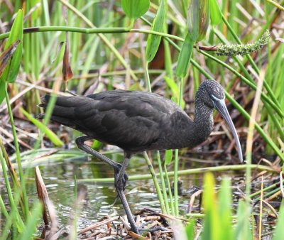 Immature Glossy Ibis