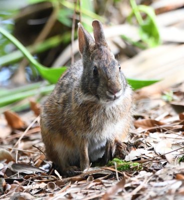 Swamp Rabbit