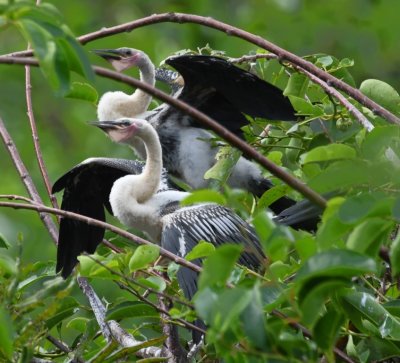 Young Anhingas