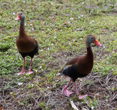 Black-bellied Whistling Ducks