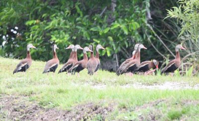 Black-bellied Whistling Ducks