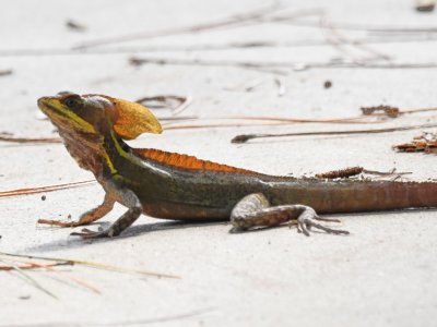 Basilisk lizard