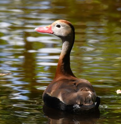 An elegant-looking Black-bellied Whistling Duck
