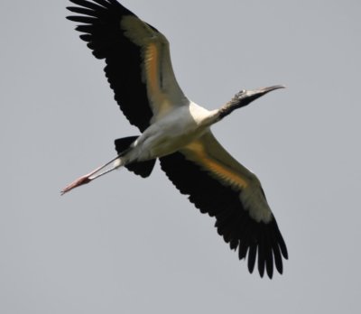Wood Stork flying over