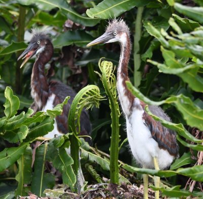 Young Tricolored Herons