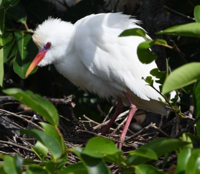 Wes explained that the deep red of the bill and legs of the Cattle Egret indicates its breeding status.