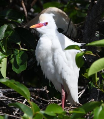 Breeding Cattle Egret
