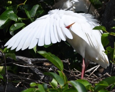Preening Cattle Egret