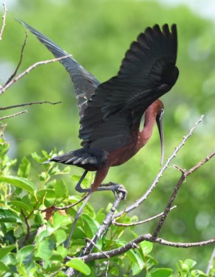 Glossy Ibis
