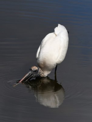 Wood Stork getting a drink of water