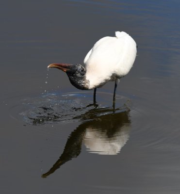 Wood Stork