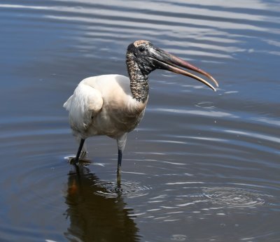 Wood Stork wading in the Wakodahatchee Wetlands