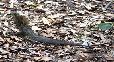 Basilisk
