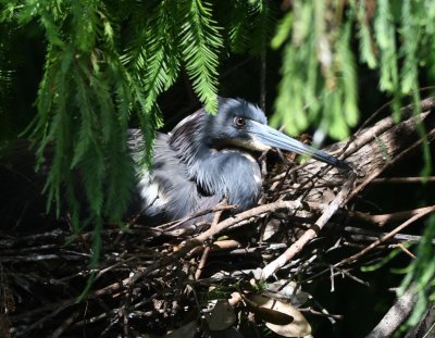 Tricolored Heron on its nest in a Bald Cypress