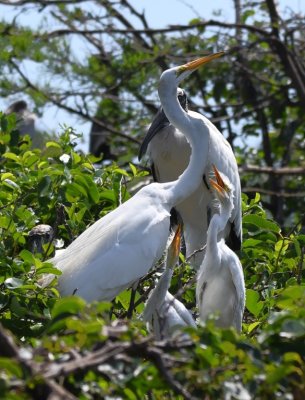 Two young Great Egrets demanding attention from their parent