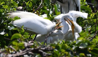 One of the young egrets was determined to get its parent's attention.