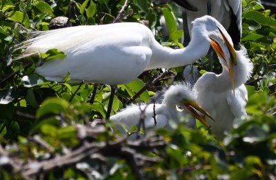 Great Egret parent with 2 chicks