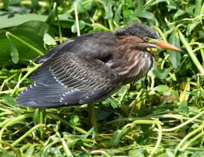 Back near the entrance, we came upon the two young Green Herons we'd seen the day before.